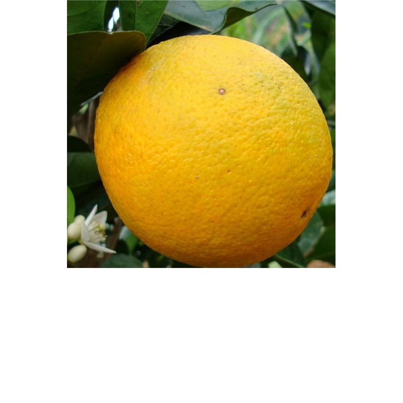 EO Sladka pomaranča - ekološko