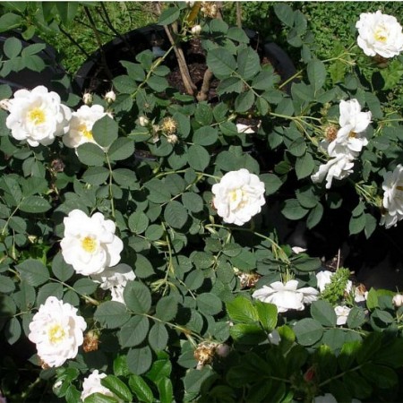 Hidrolat Bele vrtnice - ekološki