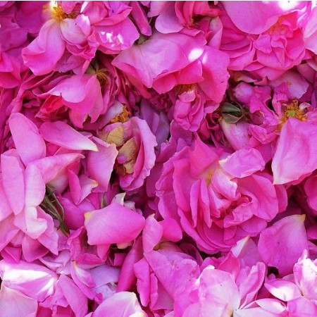 Absolut damaščanske vrtnice Florihana