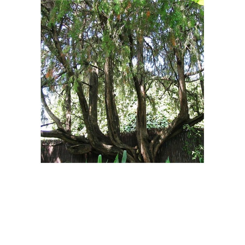 EO Brin - grmičevje