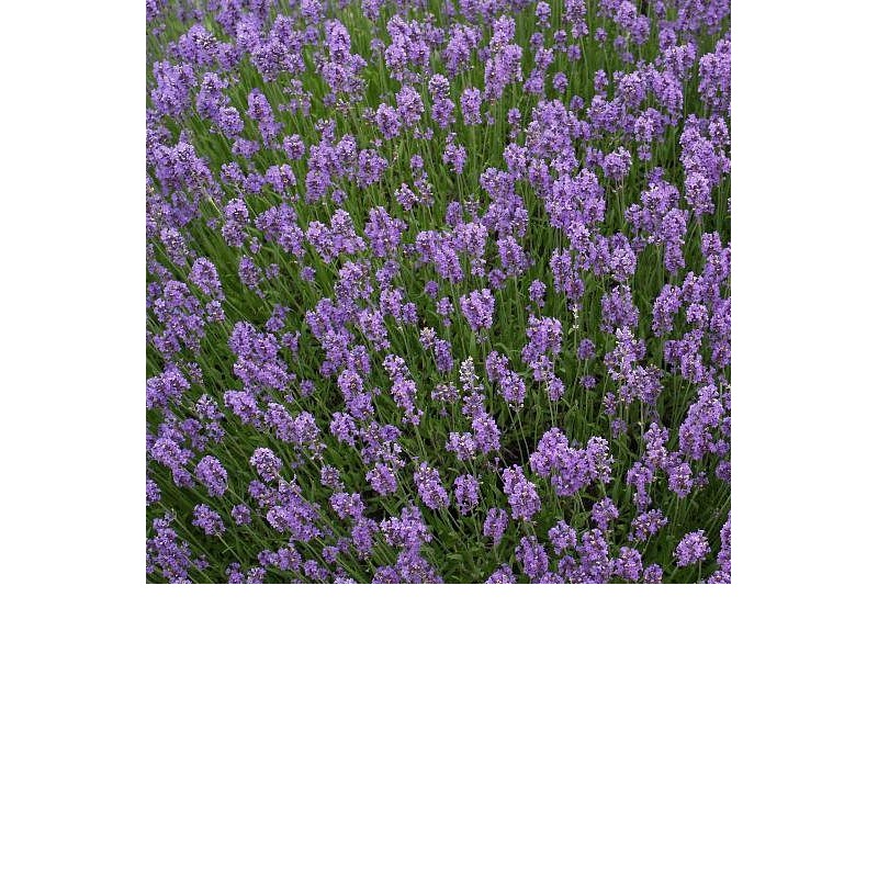 EO Sivka (prava) - ekološko