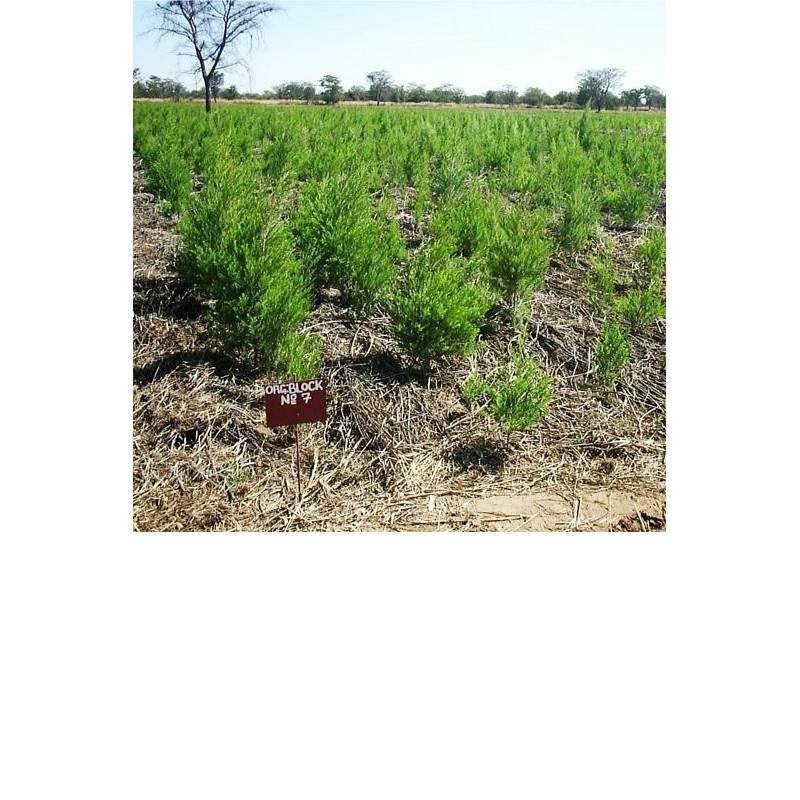 EO Čajna mirta (čajevec) - ekološko