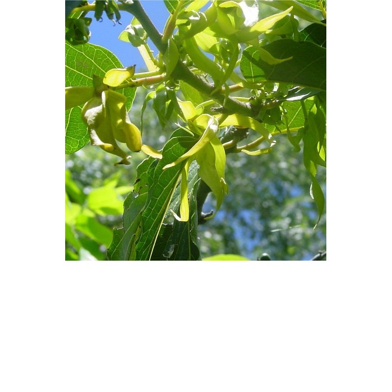 EO Ilang ilang komplet - ekološki