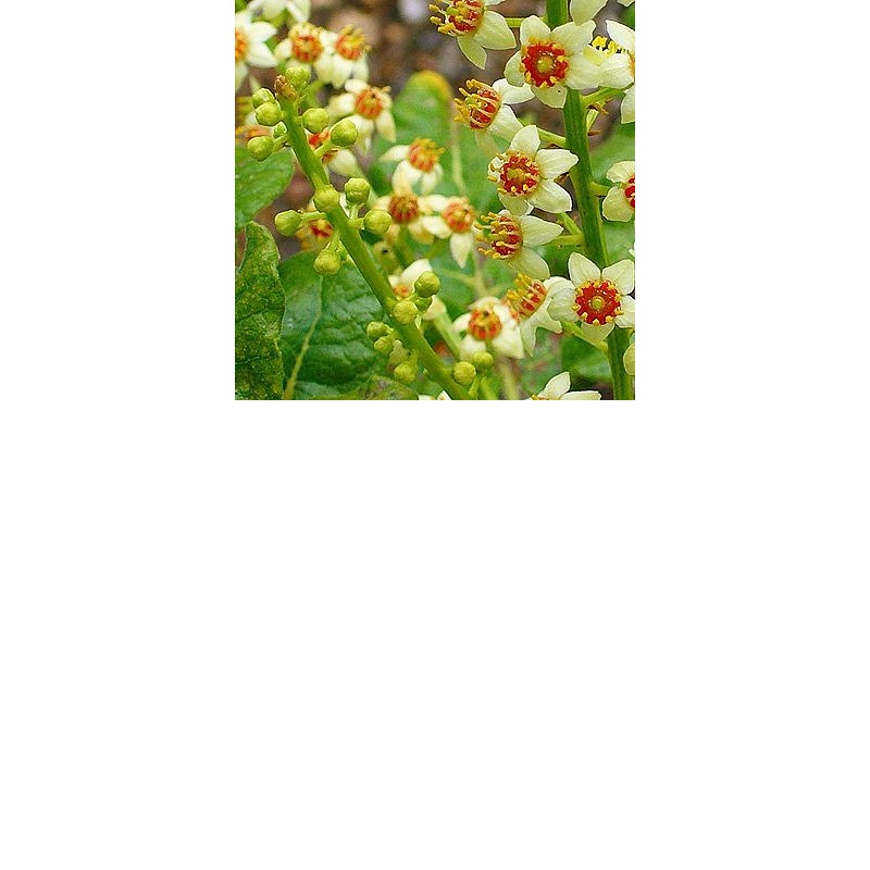 EO Kadilna bosvelija - ekološko