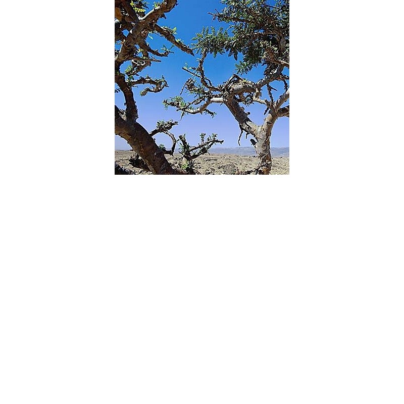 EO Kadilna bosvelija - ekološko