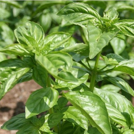 Eterično olje Bazilika kemotip linalol Florihana