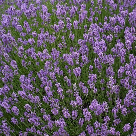 EO Sivka (prava) - ekološko