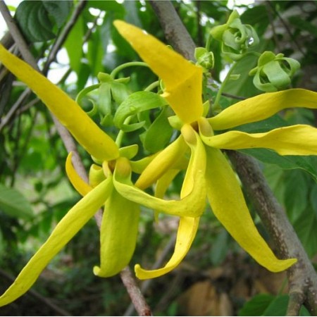 EO Ilang ilang komplet - ekološki