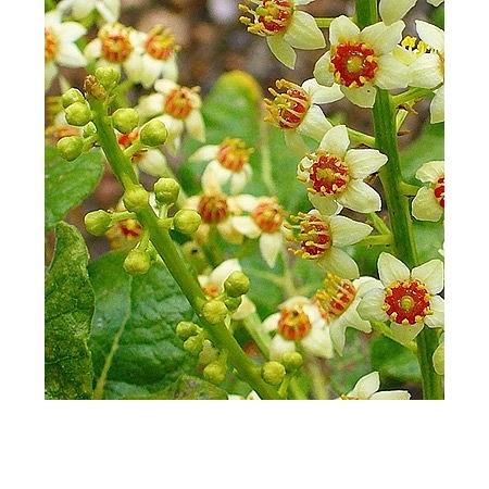 EO Kadilna bosvelija - ekološko