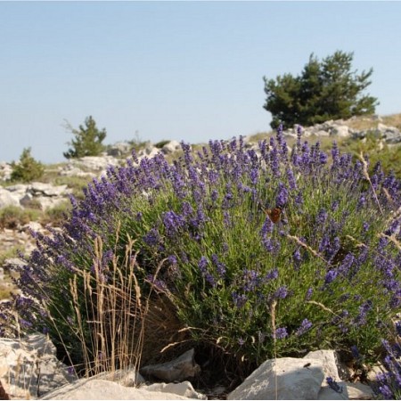 Hidrolat Divje sivke Florihana