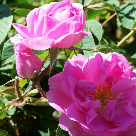 Hidrolat Damaščanske vrtnice Florihana