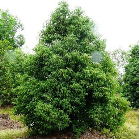 EO Ravintsara - ekološko