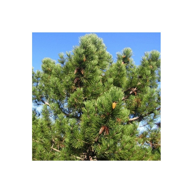 EO Obmorski bor - ekološko