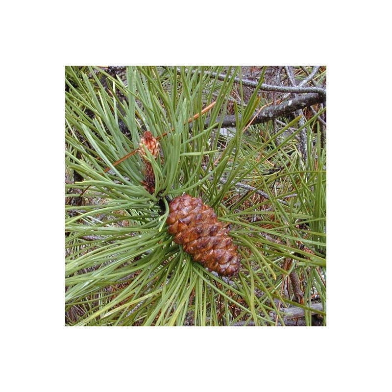 EO Obmorski bor - ekološko