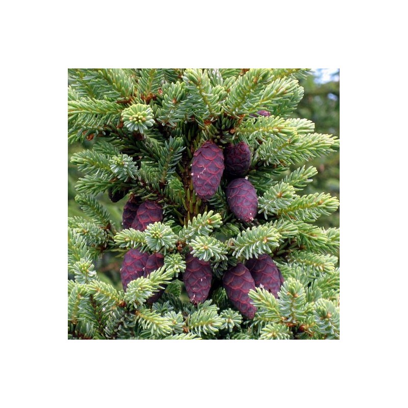 EO Črne smreke - ekološki