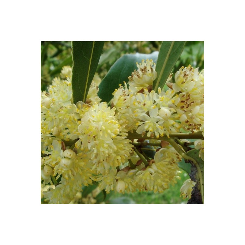 Hidrolat lovor - ekološki