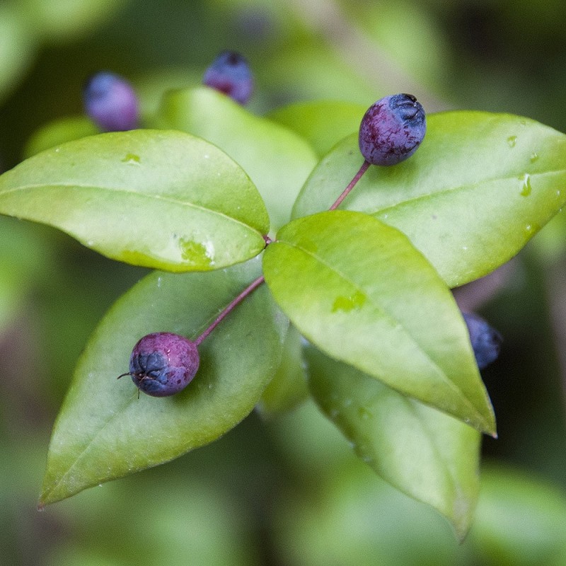 EO Rdeča mirta - ekološko