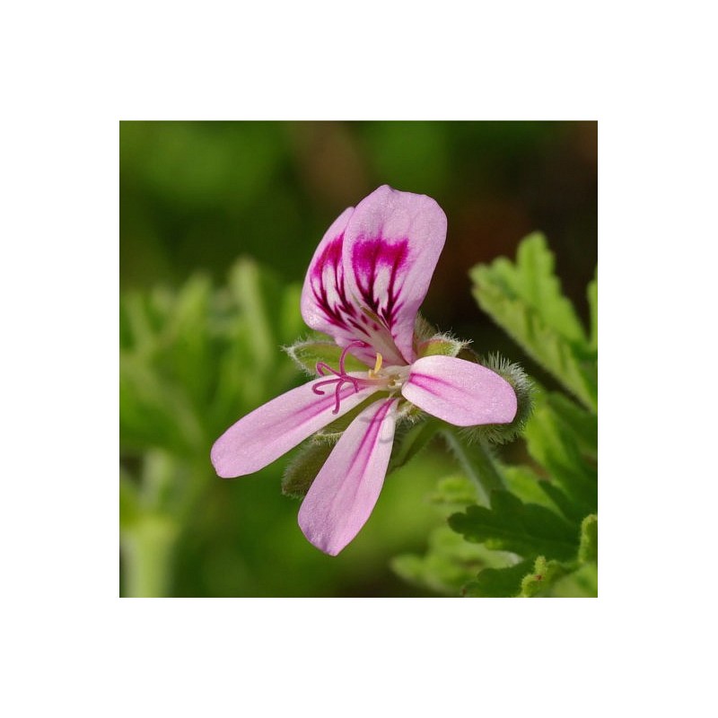 EO Pelargonija (bourbonska)