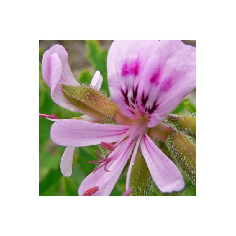 EO Pelargonija (bourbonska)