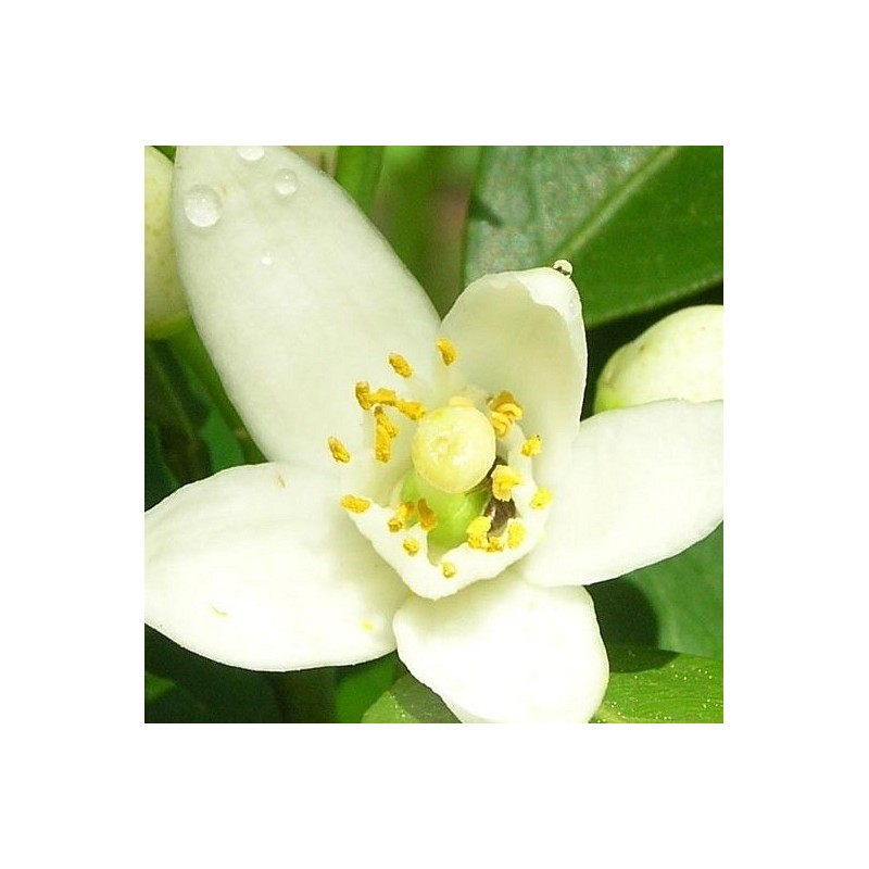 Eterično olje Neroli Florihana