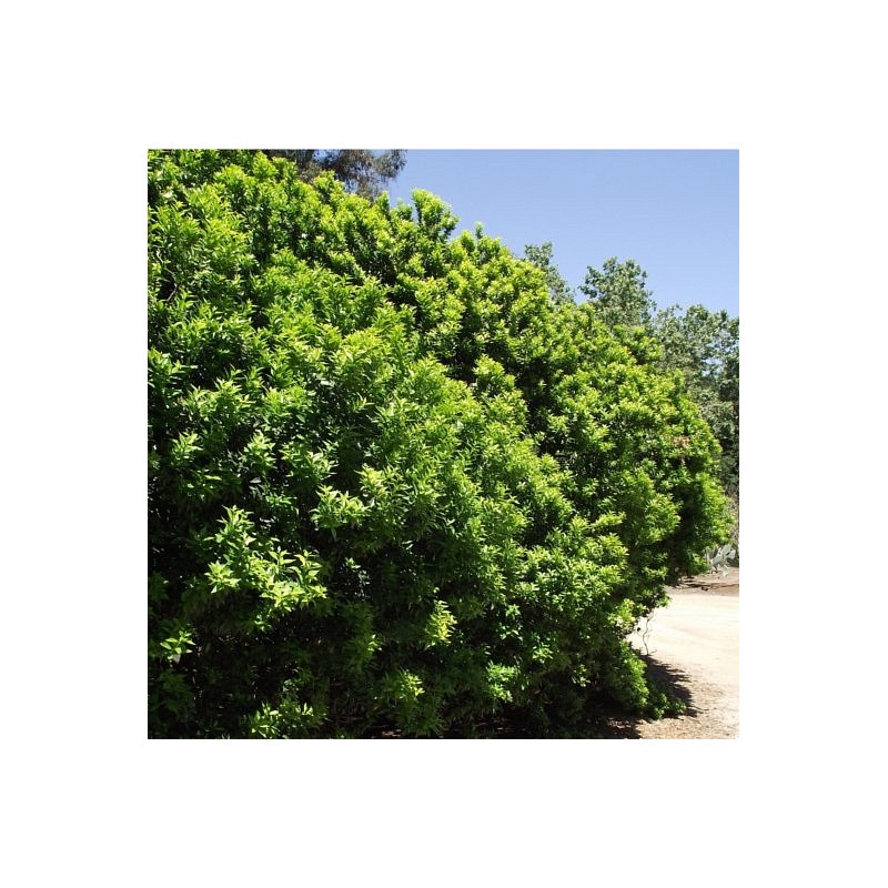 Eterično olje Neroli Florihana