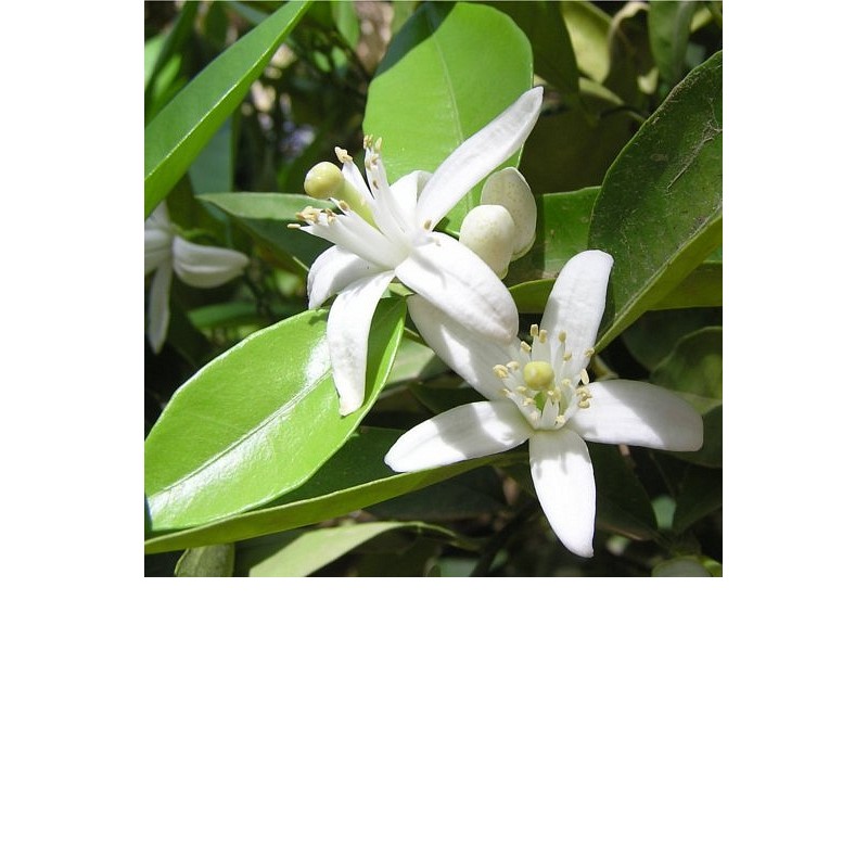 Hidrolat Neroli Florihana