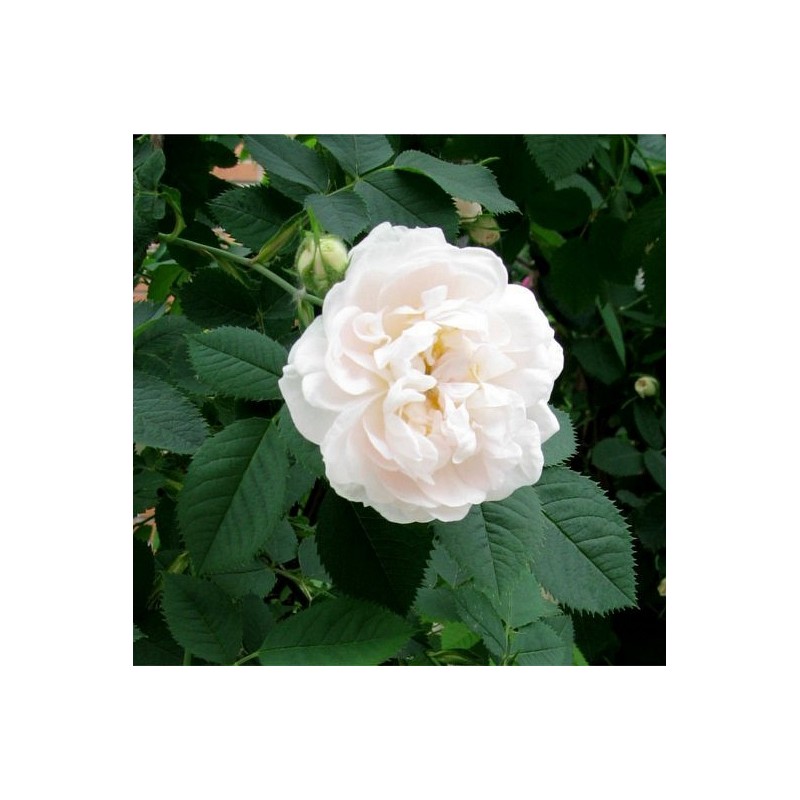 Hidrolat Bele vrtnice - ekološki
