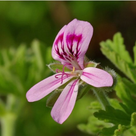 EO Pelargonija (bourbonska)