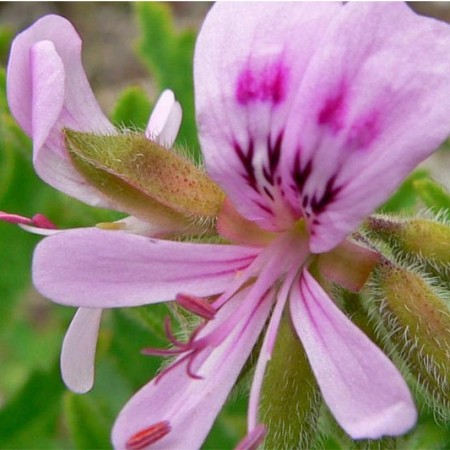 EO Pelargonija (bourbonska)