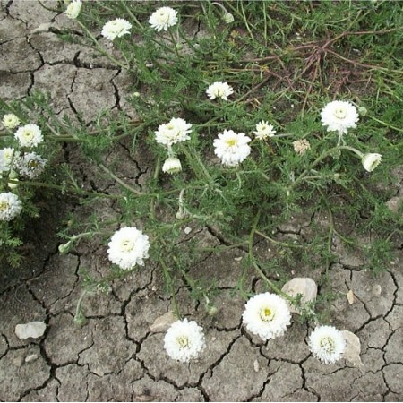 Hidrolat Rimske kamilice Florihana