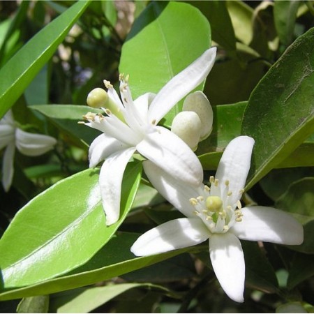 Hidrolat Neroli Florihana