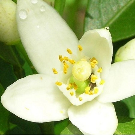 Hidrolat Neroli Florihana