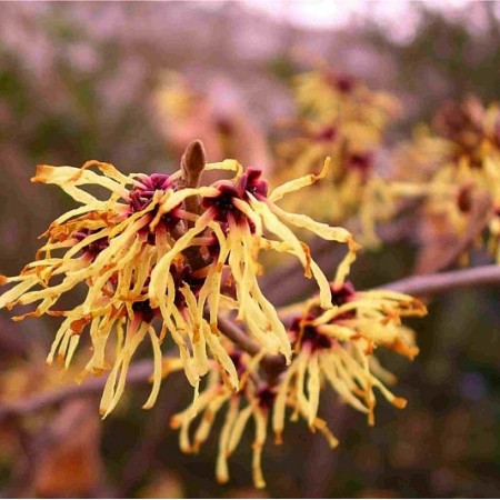 Hidrolat Virginijskega nepozebnika Florihana