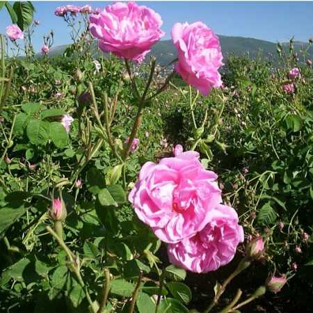 Hidrolat Stolistne vrtnice - ekološki